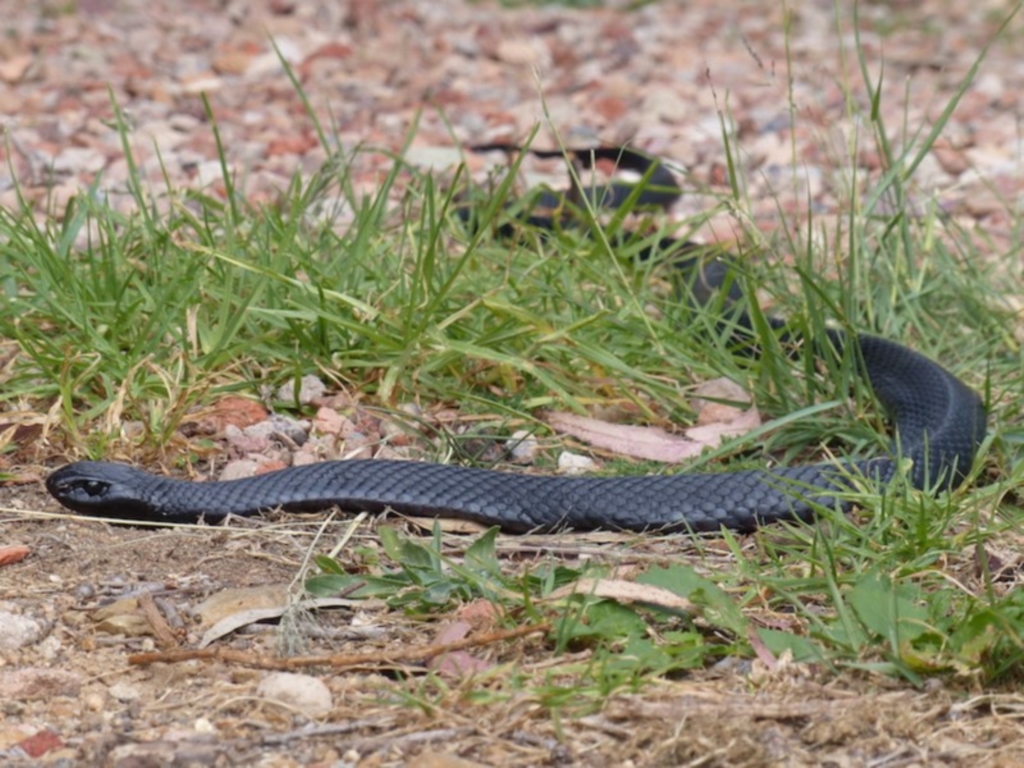Pseudechis porphyriacus at Black Range, NSW - 26 Mar 2020