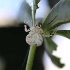 Zygometis xanthogaster (Crab spider or Flower spider) at Hughes, ACT - 26 Mar 2020 by LisaH