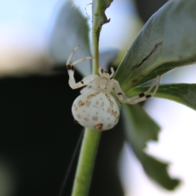 Zygometis xanthogaster (Crab spider or Flower spider) at Hughes, ACT - 26 Mar 2020 by LisaH