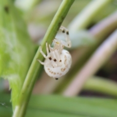 Zygometis xanthogaster at Hughes, ACT - 26 Mar 2020