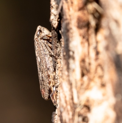 Putoniessa sp. (genus) (A leafhopper) at Latham, ACT - 26 Mar 2020 by Roger