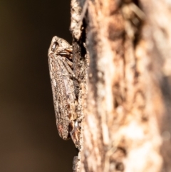 Putoniessa sp. (genus) (A leafhopper) at Latham, ACT - 26 Mar 2020 by Roger