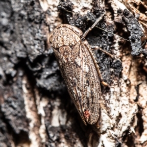 Putoniessa sp. (genus) at Latham, ACT - 26 Mar 2020