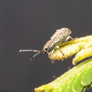 Titinia tenuis at Latham, ACT - 26 Mar 2020