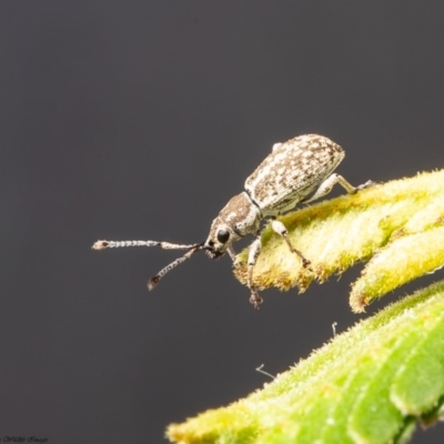 Titinia tenuis (Titinia weevil) at Latham, ACT - 26 Mar 2020 by Roger