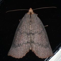 Fisera eribola (Orange-hooded Crest-moth) at Ainslie, ACT - 25 Mar 2020 by jb2602