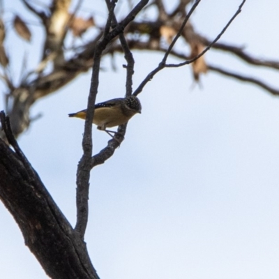 Pardalotus punctatus (Spotted Pardalote) at Bumbalong, NSW - 26 Mar 2020 by Ad