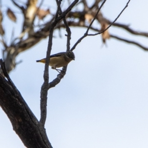 Pardalotus punctatus at Bumbalong, NSW - 26 Mar 2020
