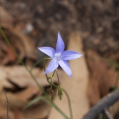 Wahlenbergia sp. (Bluebell) at Bumbalong, NSW - 26 Mar 2020 by AdamatBumbalong