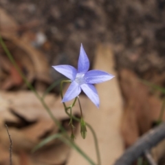 Wahlenbergia sp. (Bluebell) at Bumbalong, NSW - 26 Mar 2020 by Ad