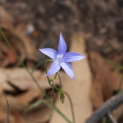 Wahlenbergia sp. (Bluebell) at Bumbalong, NSW - 26 Mar 2020 by Ad