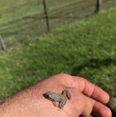 Litoria lesueuri at Budgong, NSW - 18 Mar 2020 by Ry