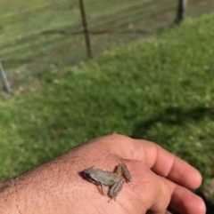 Unidentified Frog (TBC) at Budgong, NSW - 17 Mar 2020 by Ry