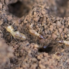 Nasutitermes sp. (genus) (Snouted termite, Gluegun termite) at The Pinnacle - 13 Feb 2020 by AlisonMilton