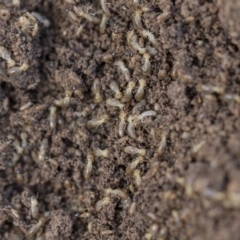 Nasutitermes sp. (genus) at Hawker, ACT - 14 Feb 2020