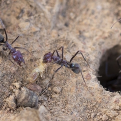 Iridomyrmex purpureus (Meat Ant) at The Pinnacle - 13 Feb 2020 by AlisonMilton