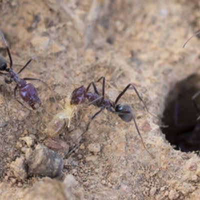 Iridomyrmex purpureus (Meat Ant) at Hawker, ACT - 14 Feb 2020 by AlisonMilton