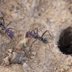 Iridomyrmex purpureus (Meat Ant) at Hawker, ACT - 13 Feb 2020 by AlisonMilton