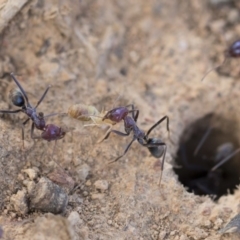 Iridomyrmex purpureus at Hawker, ACT - 14 Feb 2020