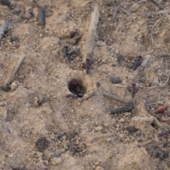 Iridomyrmex purpureus at Hawker, ACT - 14 Feb 2020