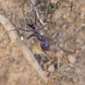 Iridomyrmex purpureus at Hawker, ACT - 14 Feb 2020 09:05 AM