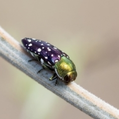 Diphucrania leucosticta (White-flecked acacia jewel beetle) at Dunlop, ACT - 14 Feb 2020 by AlisonMilton