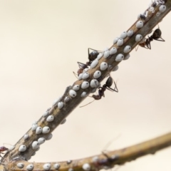 Cryptes baccatus (Wattle Tick Scale) at Dunlop, ACT - 14 Feb 2020 by AlisonMilton