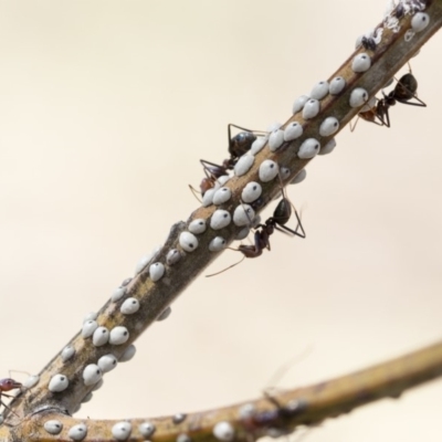 Cryptes baccatus (Wattle Tick Scale) at The Pinnacle - 13 Feb 2020 by AlisonMilton