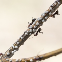 Cryptes baccatus (Wattle Tick Scale) at The Pinnacle - 13 Feb 2020 by AlisonMilton