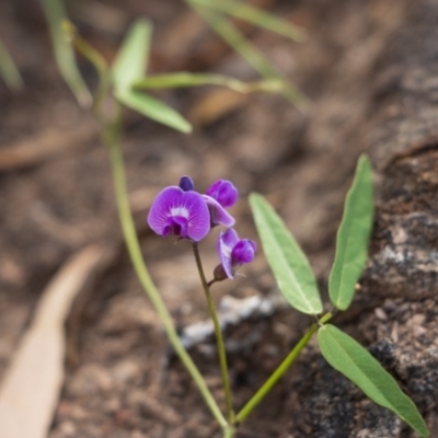 Glycine tabacina (Variable Glycine) at Bumbalong, NSW - 26 Mar 2020 by Ad