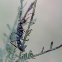 Myrmecia sp., pilosula-group (Jack jumper) at Dunlop, ACT - 14 Feb 2020 by AlisonMilton