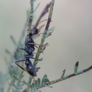 Myrmecia sp., pilosula-group at Dunlop, ACT - 14 Feb 2020 10:26 AM