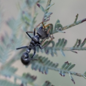 Myrmecia sp., pilosula-group at Dunlop, ACT - 14 Feb 2020