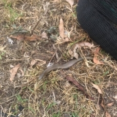 Cyclodomorphus michaeli (Mainland She-oak Skink) at Budgong, NSW - 11 Jan 2020 by Ry