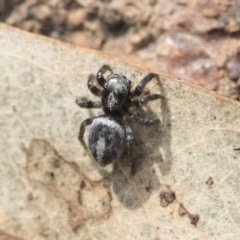 Salpesia sp. (genus) (Salpesia Jumping Spider) at Dunlop, ACT - 13 Feb 2020 by AlisonMilton