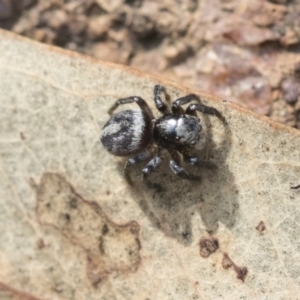 Salpesia sp. (genus) at Dunlop, ACT - 14 Feb 2020