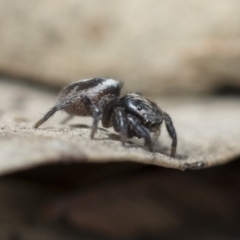 Salpesia sp. (genus) at Dunlop, ACT - 14 Feb 2020