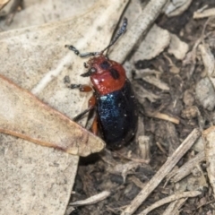 Calomela moorei (Acacia Leaf Beetle) at Dunlop, ACT - 14 Feb 2020 by AlisonMilton