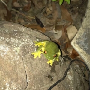 Litoria chloris at Budgong, NSW - 1 Feb 2020 07:00 PM