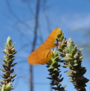 Melanodes anthracitaria at Theodore, ACT - 25 Mar 2020