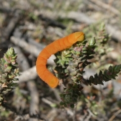 Melanodes anthracitaria at Theodore, ACT - 25 Mar 2020