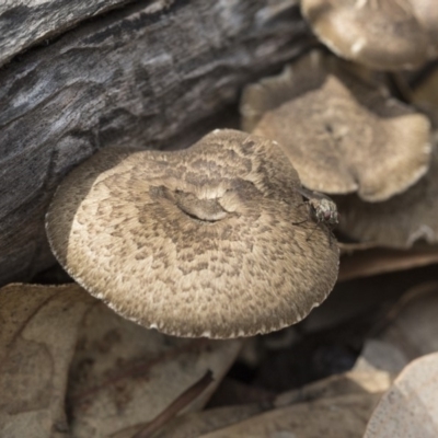 Lentinus arcularius (Fringed Polypore) at Dunlop, ACT - 13 Feb 2020 by Alison Milton