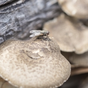 Lentinus arcularius at Dunlop, ACT - 14 Feb 2020 10:33 AM