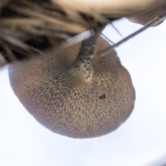 Lentinus arcularius at Dunlop, ACT - 14 Feb 2020