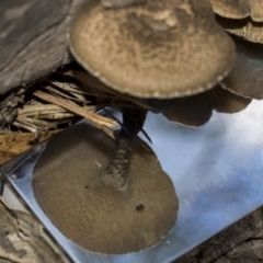 Lentinus arcularius at Dunlop, ACT - 14 Feb 2020 10:33 AM