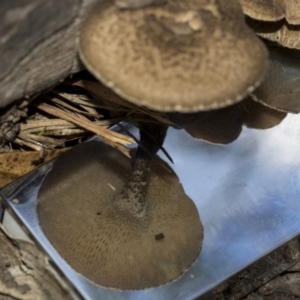 Lentinus arcularius at Dunlop, ACT - 14 Feb 2020 10:33 AM