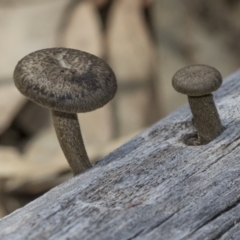 Lentinus arcularius at Dunlop, ACT - 14 Feb 2020