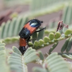 Dicranolaius cinctus (Notched-leg Red & Blue Flower Beetle) at Dunlop, ACT - 14 Feb 2020 by AlisonMilton