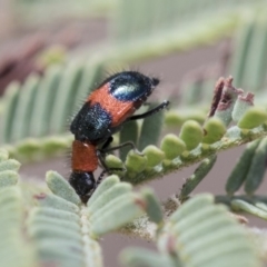 Dicranolaius bellulus (Red and Blue Pollen Beetle) at The Pinnacle - 13 Feb 2020 by AlisonMilton