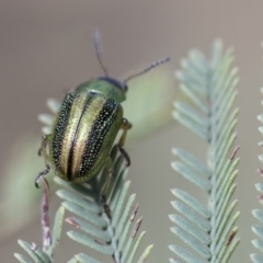 Calomela vittata (Acacia leaf beetle) at The Pinnacle - 13 Feb 2020 by AlisonMilton